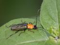 Chauliognathus tricolor.jpg